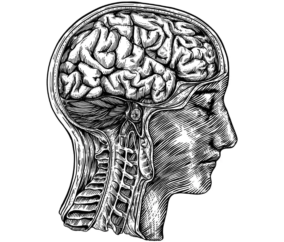 A human head with detailed anatomy representing Personal Development by Alfredo Álvarez-Frías the Lifestyle Pill Coach